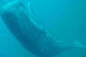 whale caught in net.jpg